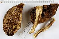 Boletus sensibilis image