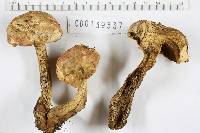 Boletus sensibilis image