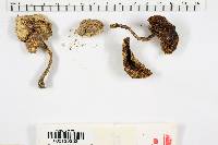 Boletus truncatus image