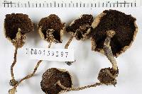 Leucoagaricus meleagris image