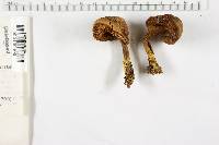 Boletus zelleri image