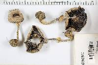 Agaricus placomyces image