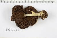 Agaricus placomyces image