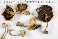 Agaricus placomyces image