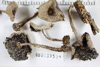 Agaricus placomyces image