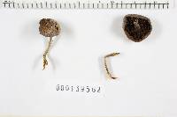 Agaricus placomyces image