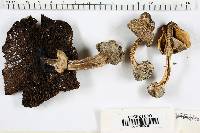 Agaricus pocillator image