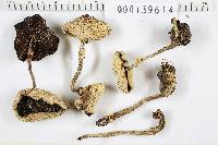 Agaricus placomyces image