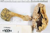 Agaricus silvicola image