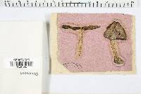 Psathyrella spadiceogrisea image