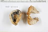 Agaricus silvicola image