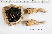 Agaricus silvicola image
