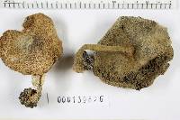 Agaricus silvicola image