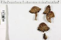 Coprinus variegatus image