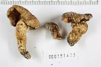 Armillaria zelleri image