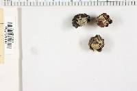 Geastrum hygrometricum image