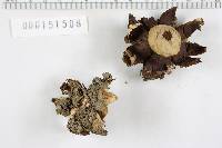 Geastrum rufescens image