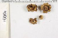 Geastrum triplex image