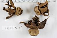 Geastrum triplex image