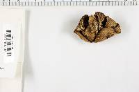 Geastrum triplex image