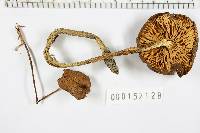 Xerula radicata image