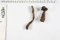 Xylaria longipes image
