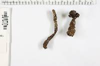 Xylaria longipes image