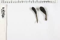 Xylaria longipes image