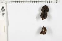 Xylaria longipes image