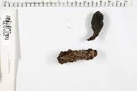 Xylaria longipes image