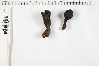 Xylaria longipes image