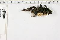 Xylaria longiana image