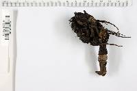 Xylaria magnoliae image