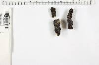 Xylaria polymorpha image