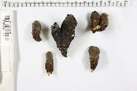 Xylaria polymorpha image