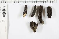 Xylaria polymorpha image