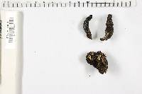 Xylaria polymorpha image