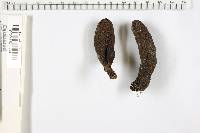 Xylaria polymorpha image