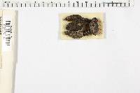 Xylaria polymorpha image