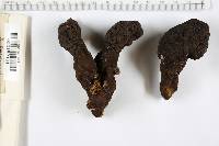 Xylaria polymorpha image