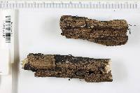 Image of Xylaria arbuscula