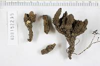 Xylaria acuta image