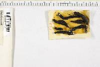 Xylaria corniformis image