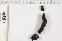 Xylaria corniformis image