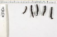 Xylaria digitata image