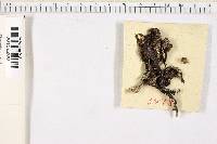 Xylaria digitata image