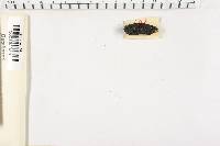 Xylaria polymorpha image