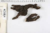 Xylaria polymorpha image