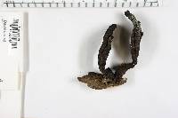 Xylaria polymorpha image