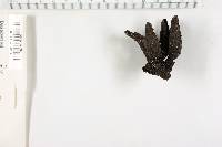 Xylaria polymorpha image